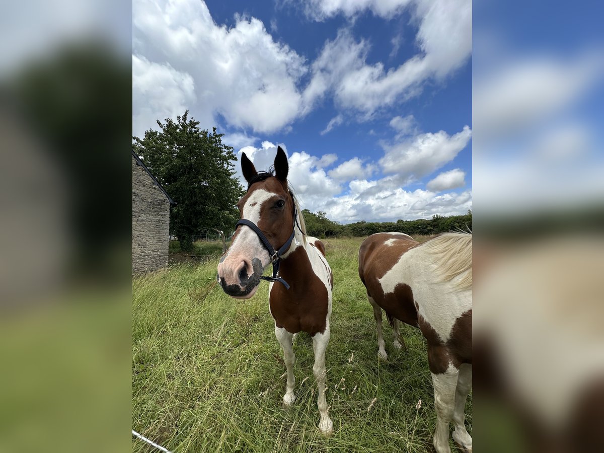 Paint Horse Giumenta 16 Anni 158 cm Baio in lanouée