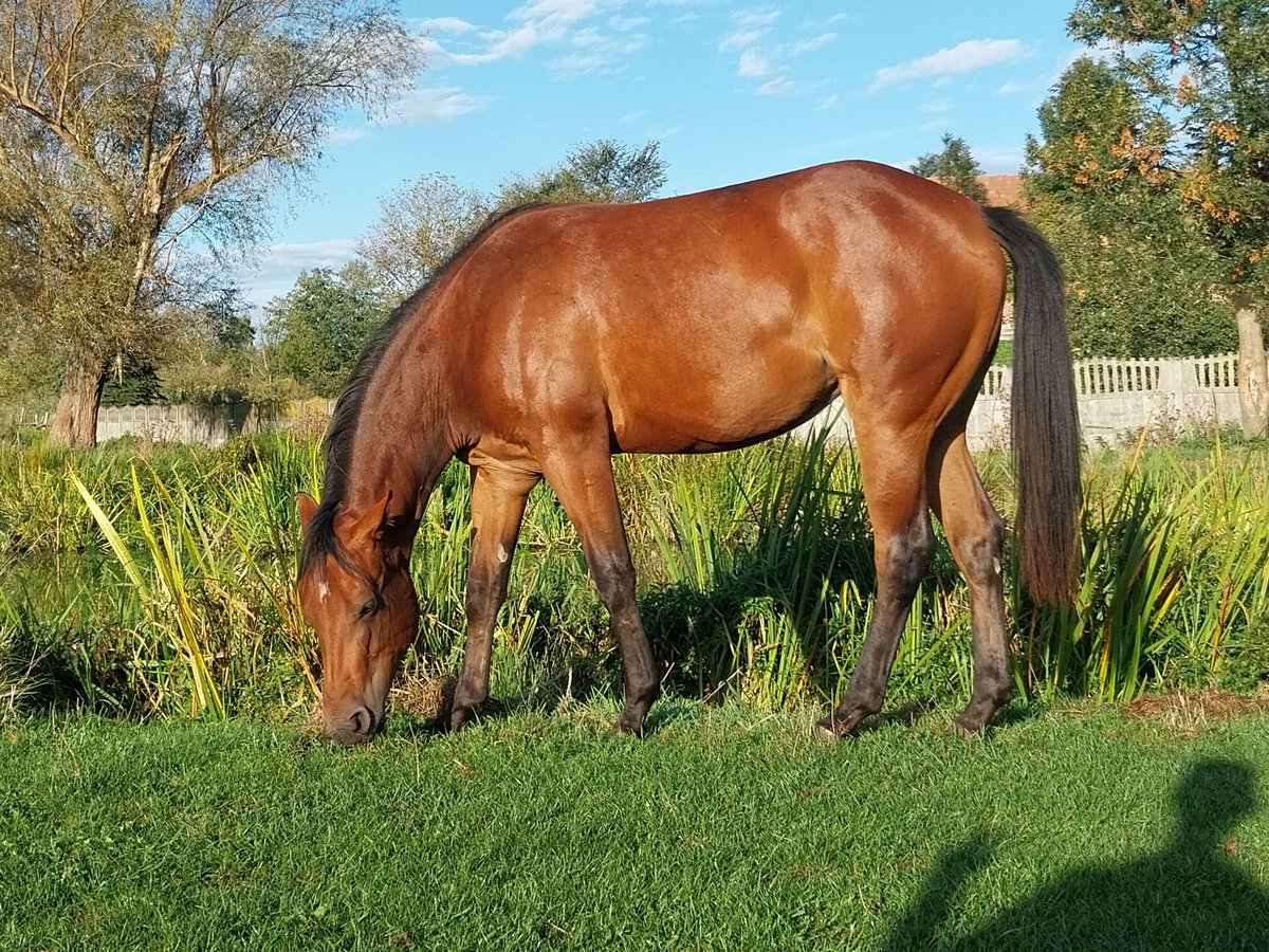 Paint Horse Giumenta 1 Anno 143 cm Baio ciliegia in Rudnik Nad Sanem