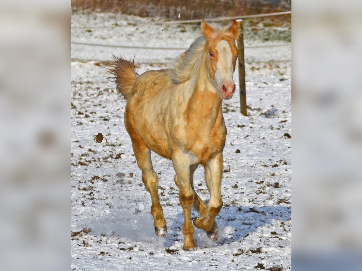 Paint Horse Giumenta 1 Anno 150 cm in Buchbach