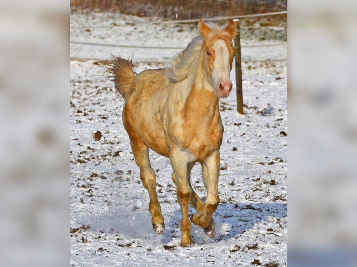 Paint Horse Giumenta 1 Anno 150 cm Champagne in Buchbach