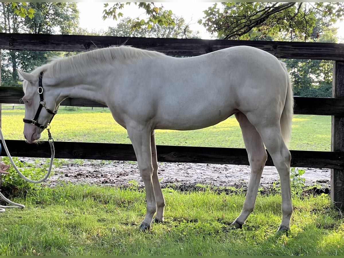 Paint Horse Giumenta 1 Anno 150 cm Cremello in Dinslaken