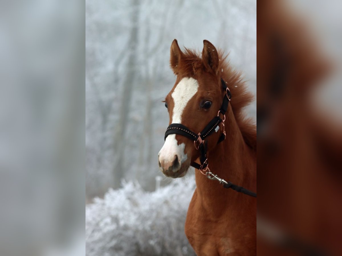 Paint Horse Giumenta 1 Anno 150 cm Red dun in Hellenthal