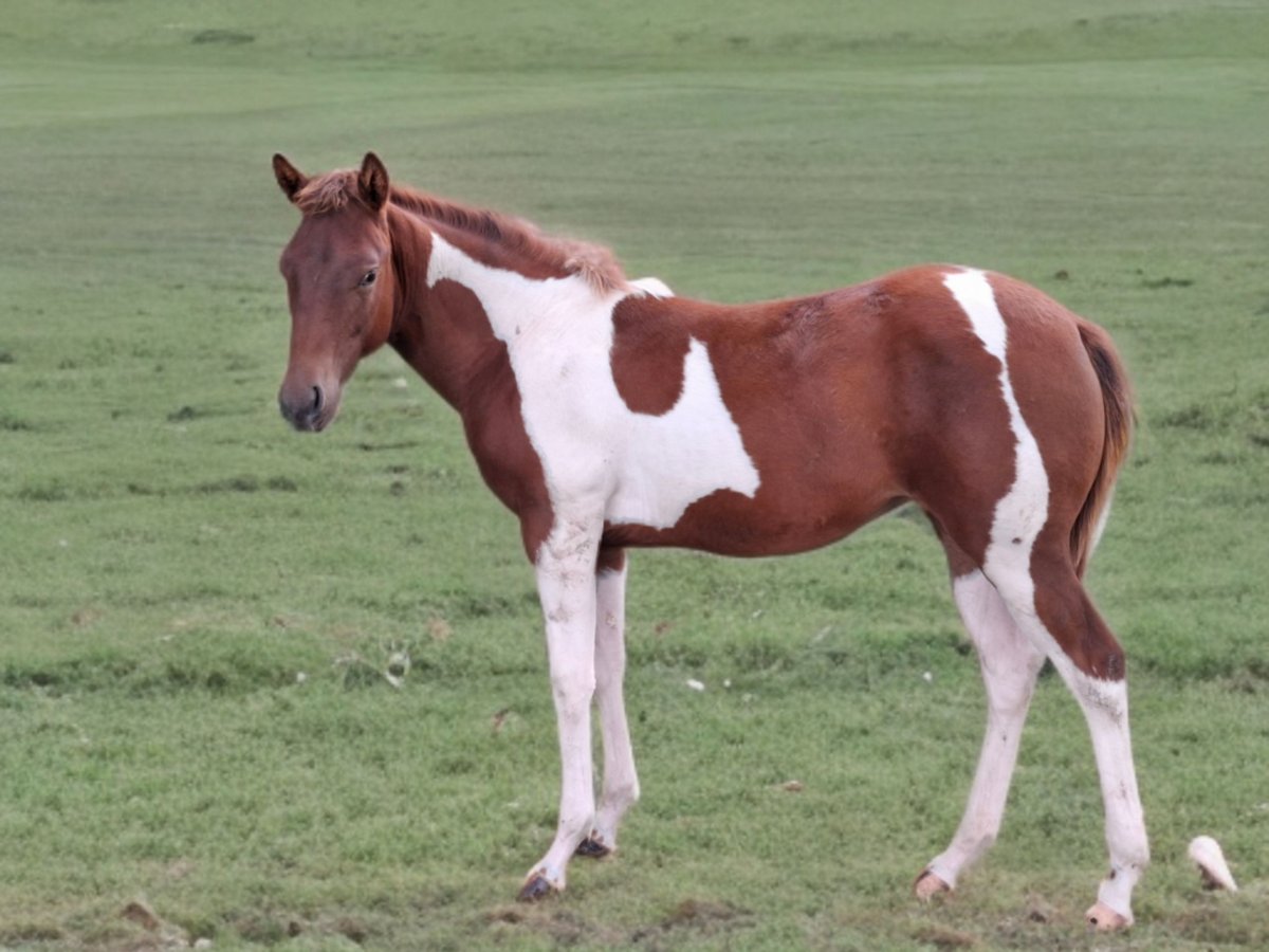 Paint Horse Giumenta 1 Anno 152 cm Tobiano-tutti i colori in Kruchten