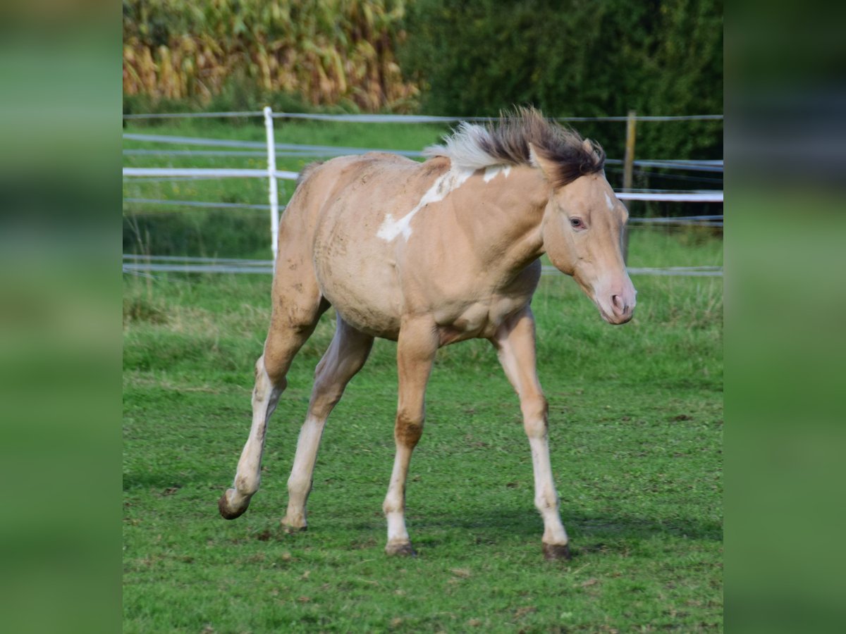 Paint Horse Giumenta 1 Anno 155 cm Champagne in Buchbach