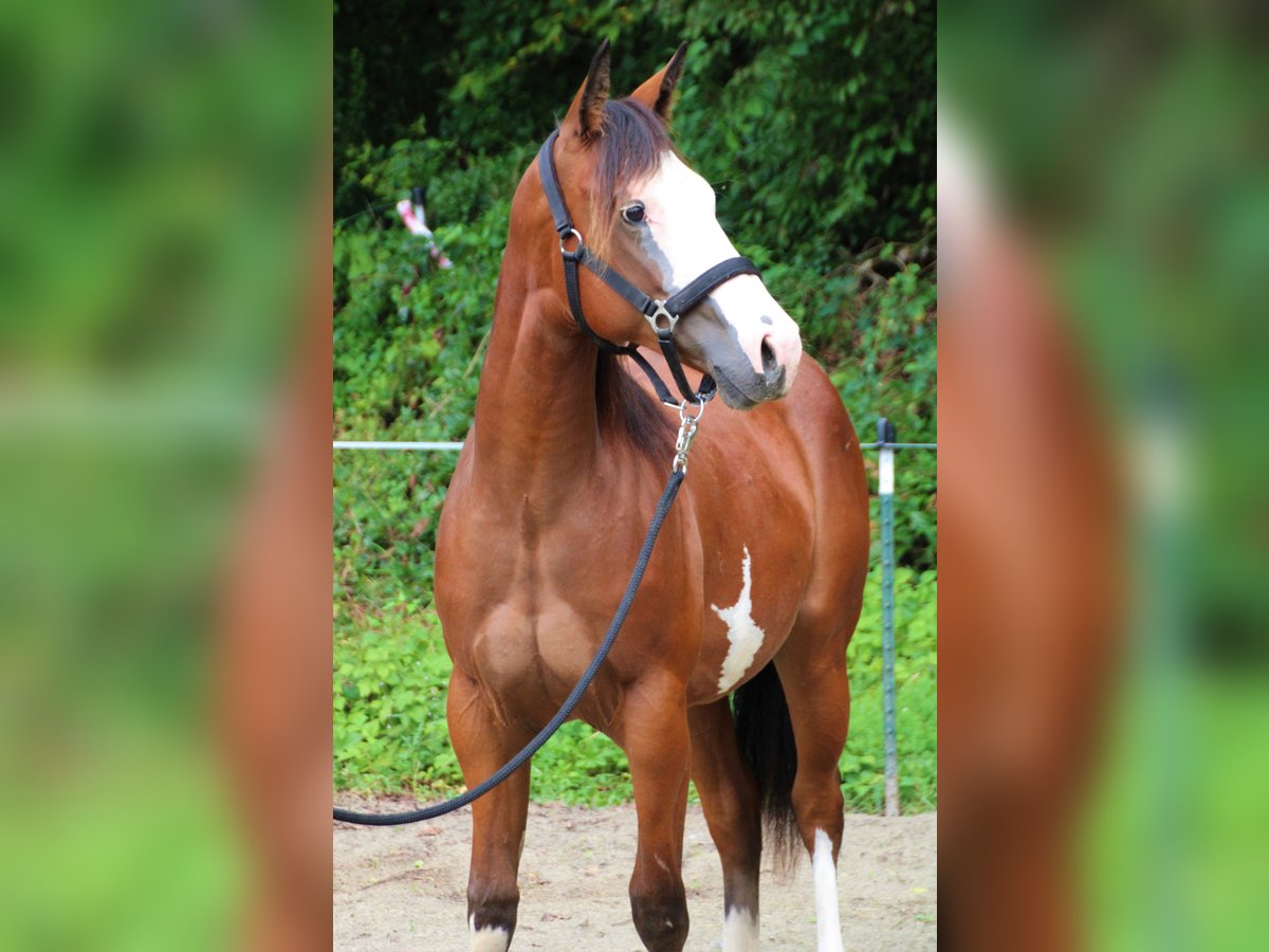 Paint Horse Giumenta 1 Anno Pezzato in Haigerloch