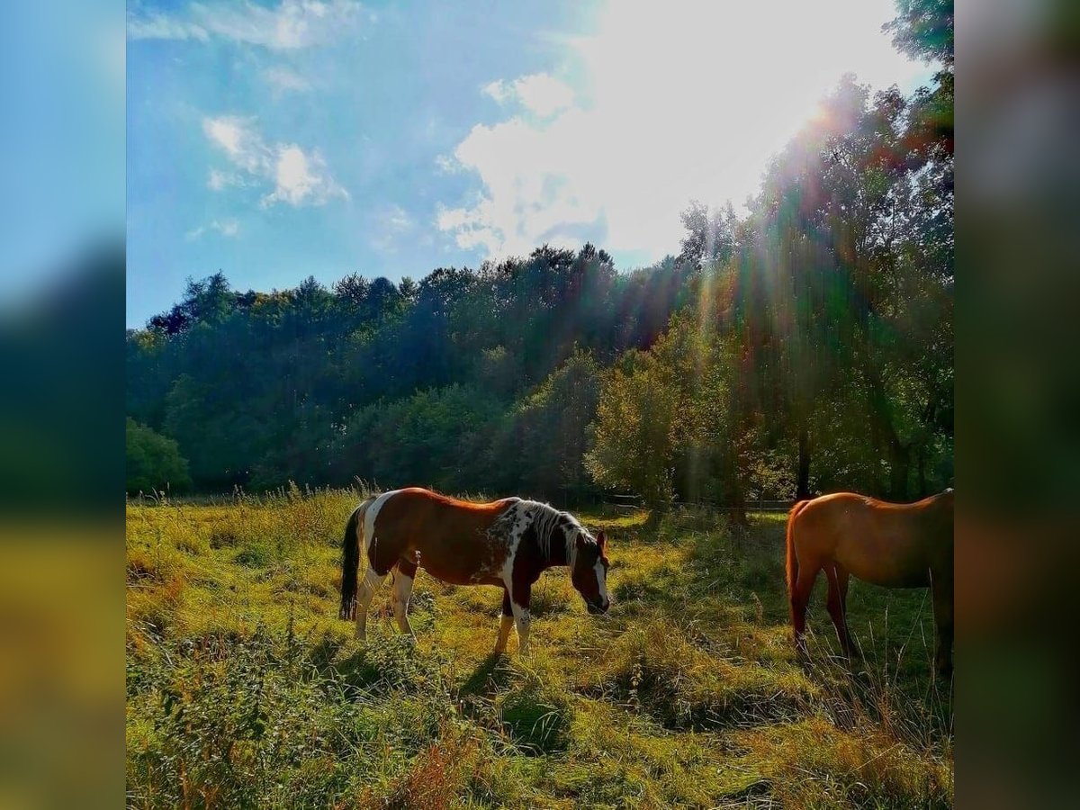 Paint Horse Mix Giumenta 22 Anni 148 cm Pezzato in Modautal