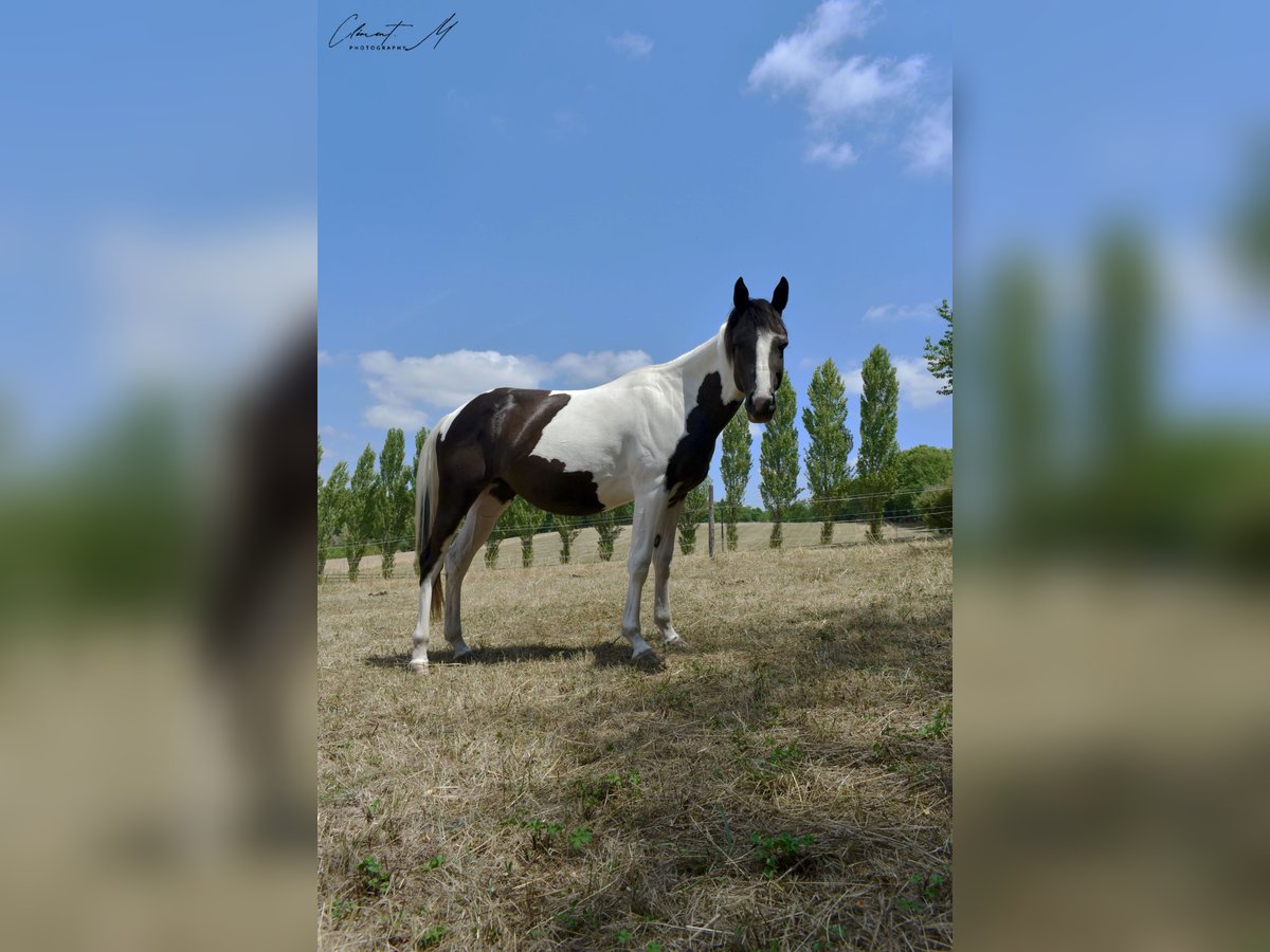 Paint Horse Giumenta 2 Anni 145 cm Tobiano-tutti i colori in MONTMOREAU