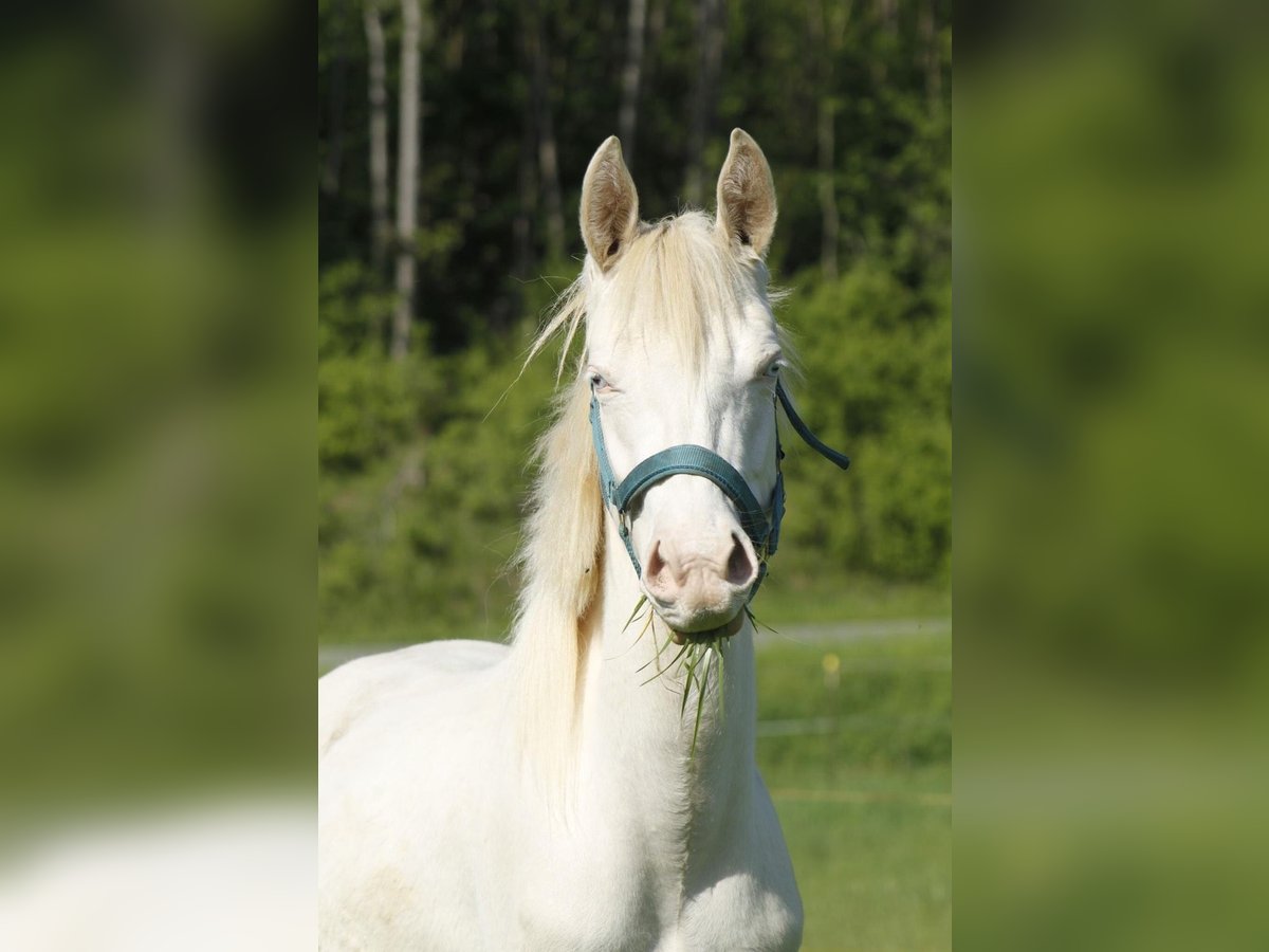 Paint Horse Giumenta 2 Anni 148 cm Overo-tutti i colori in Warburg