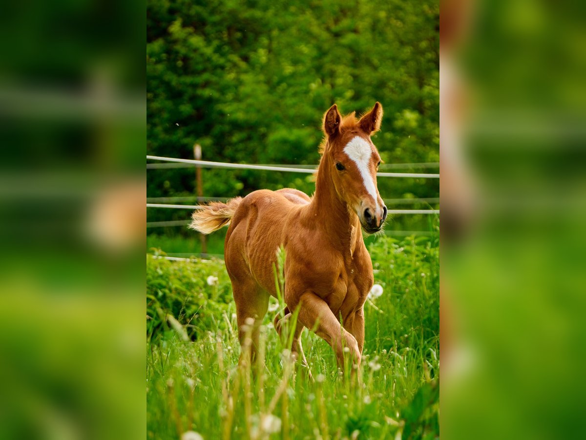 Paint Horse Giumenta 2 Anni 150 cm Sauro in Eggenthal