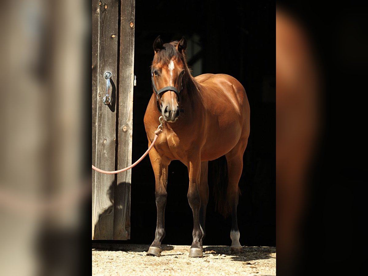 Paint Horse Giumenta 2 Anni 153 cm Baio in Münsingen