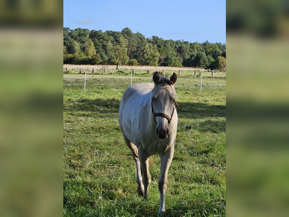 Paint Horse Giumenta 2 Anni 155 cm Champagne in Celle