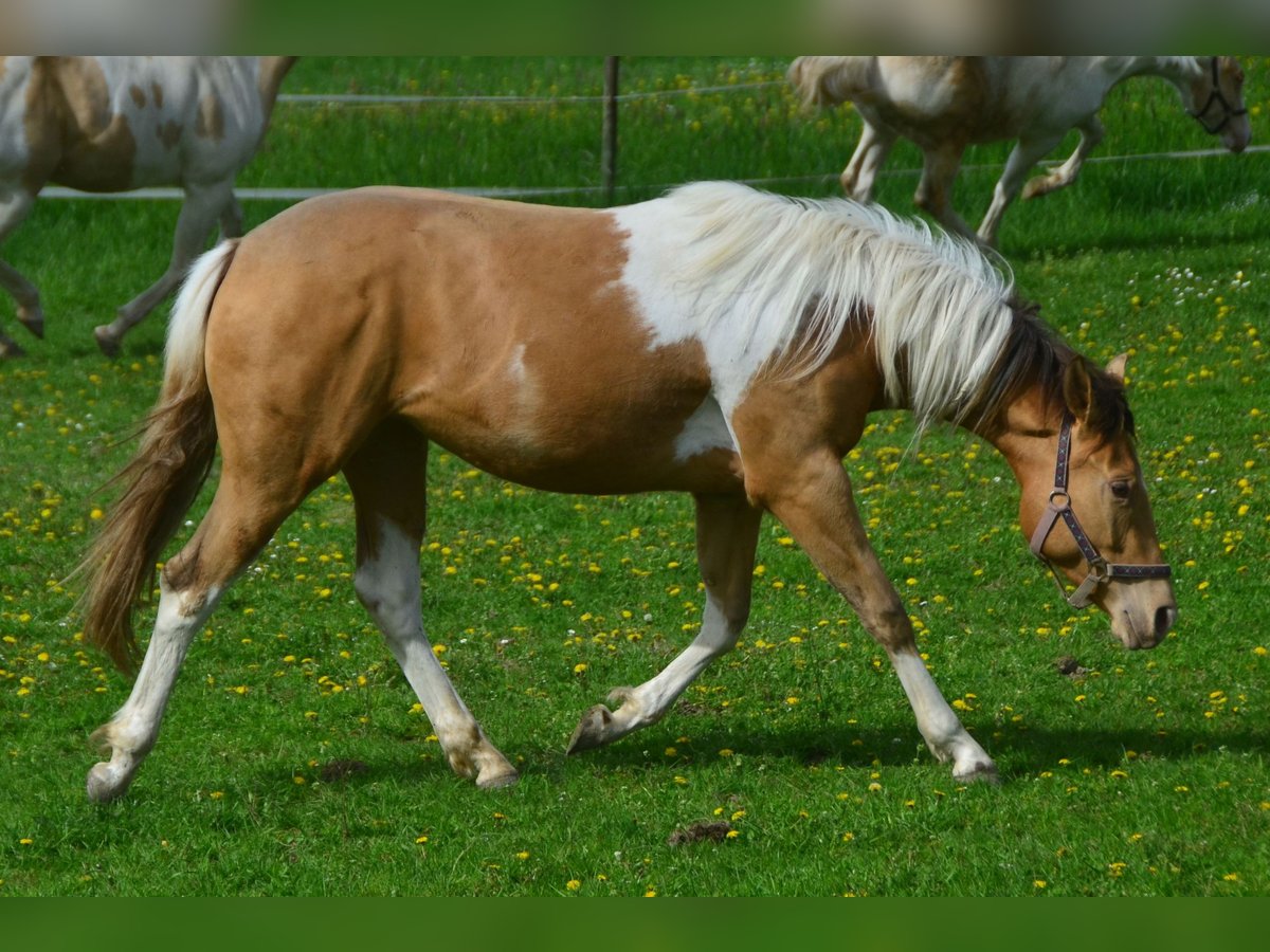 Paint Horse Giumenta 2 Anni 155 cm Pezzato in Buchbach