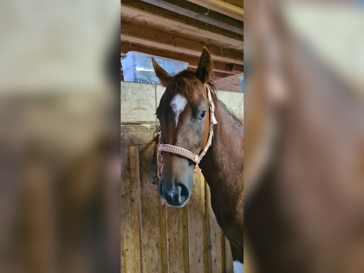 Paint Horse Giumenta 3 Anni 147 cm Tobiano-tutti i colori in Heinzenbach