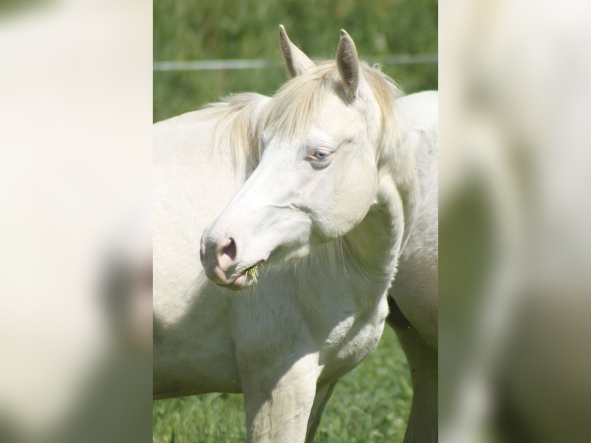 Paint Horse Giumenta 3 Anni 148 cm Perlino in Warburg