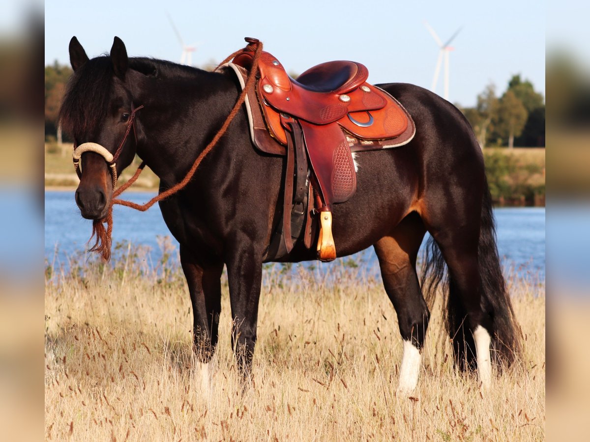 Paint Horse Mix Giumenta 3 Anni 149 cm in Oberhausen