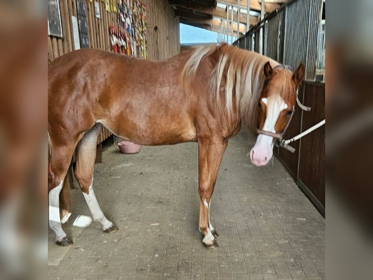 Paint Horse Giumenta 3 Anni 152 cm Sauro in Etgersleben