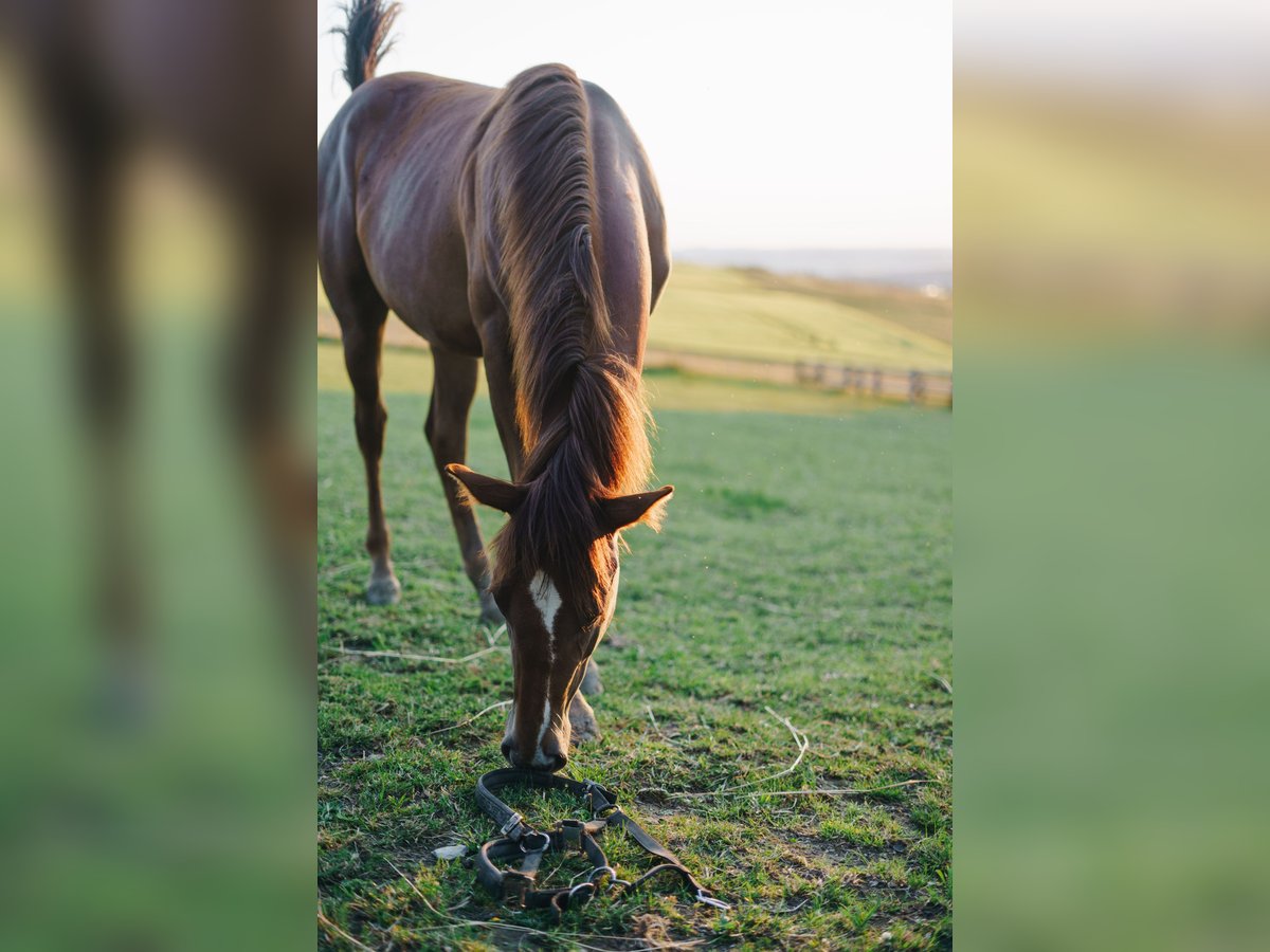 Paint Horse Giumenta 3 Anni 155 cm Sauro in Neukirchen/Erzgebirge