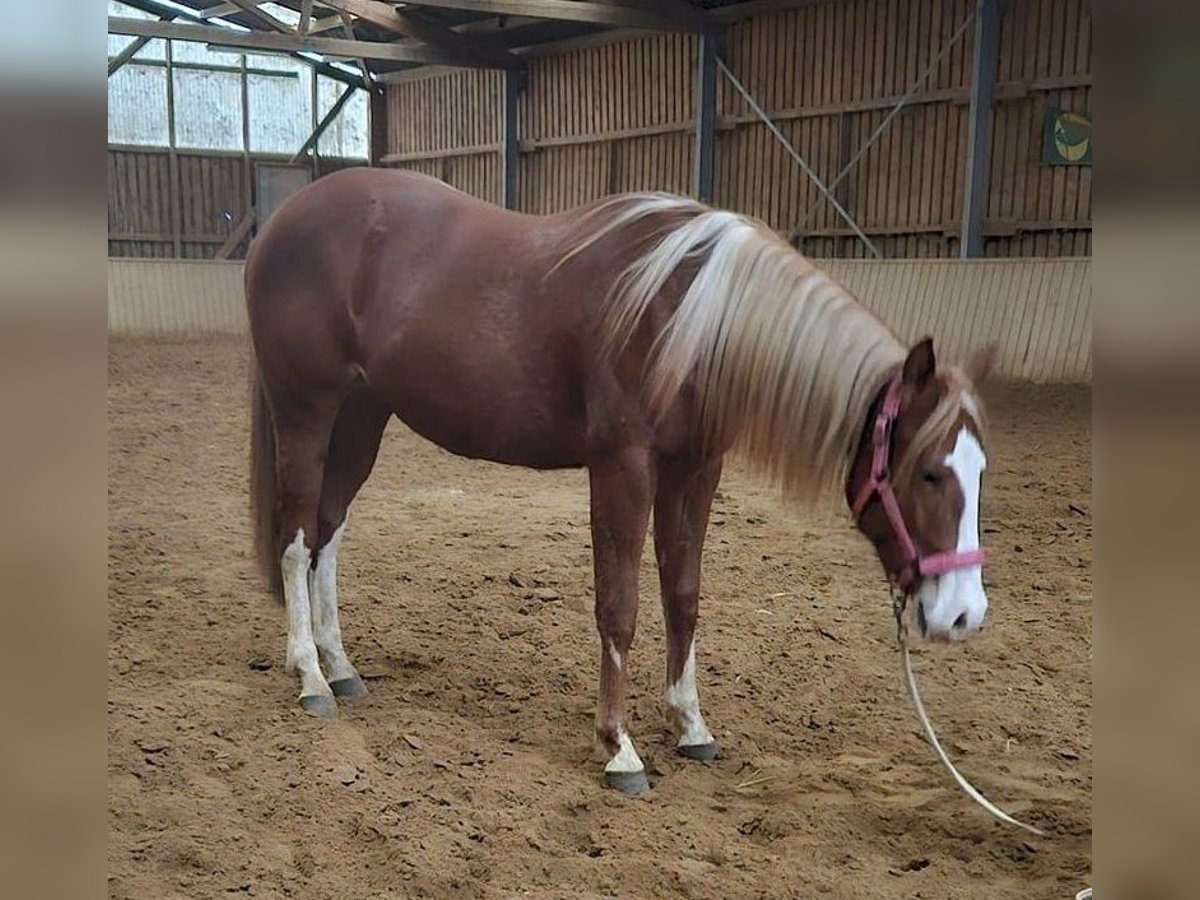 Paint Horse Giumenta 3 Anni Sauro in Etgersleben