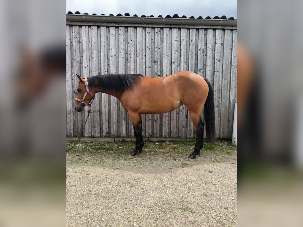 Paint Horse Giumenta 4 Anni 150 cm Baio in Nideggen
