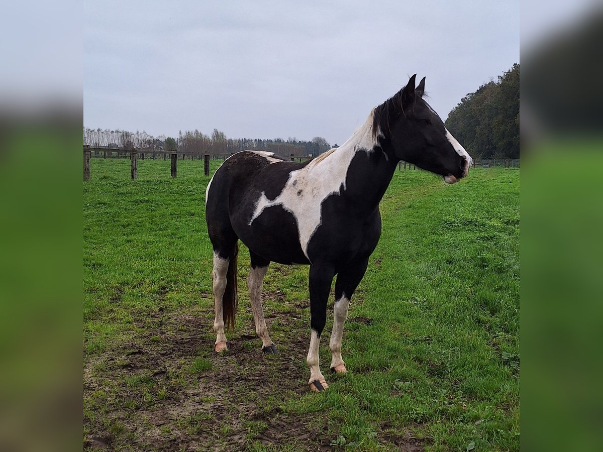 Paint Horse Giumenta 4 Anni 153 cm in Gavere