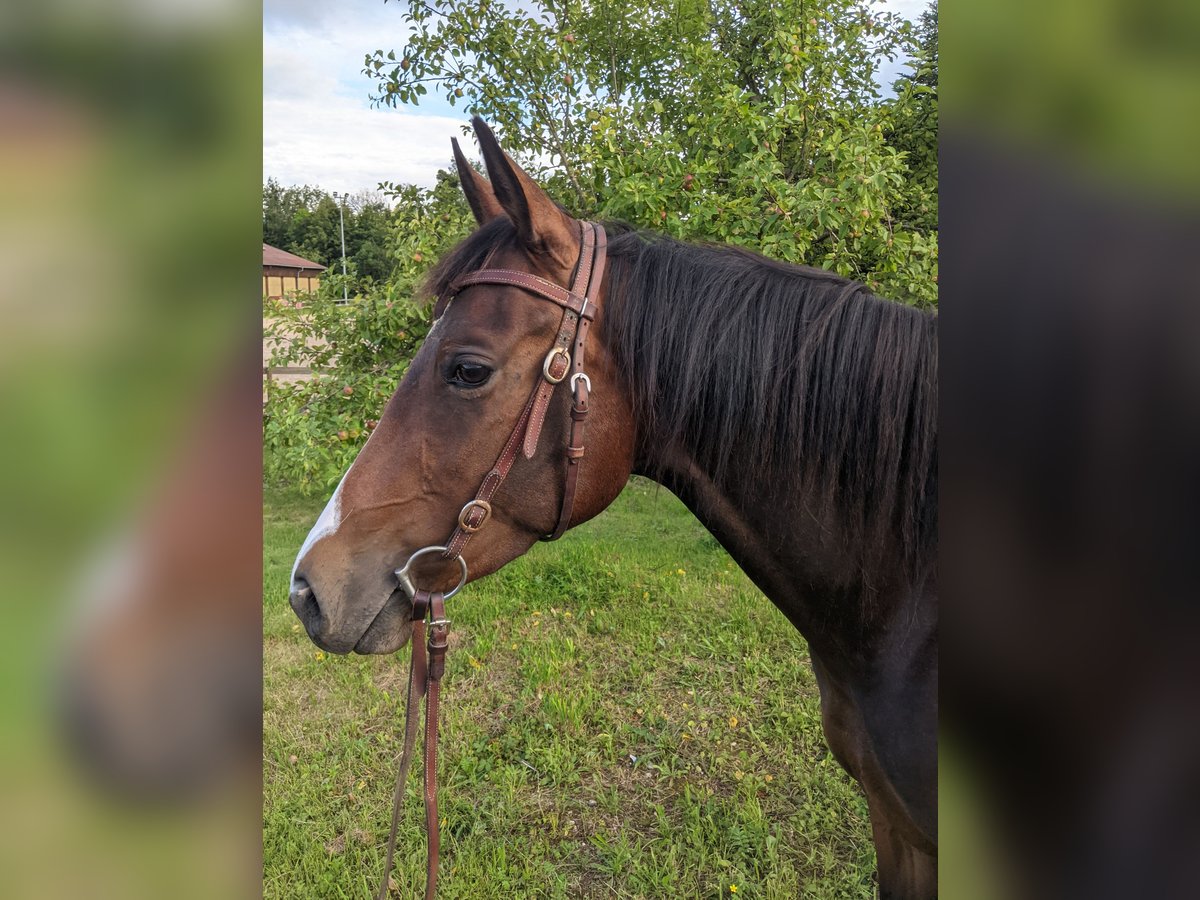 Paint Horse Giumenta 4 Anni 158 cm Baio in Bermatingen