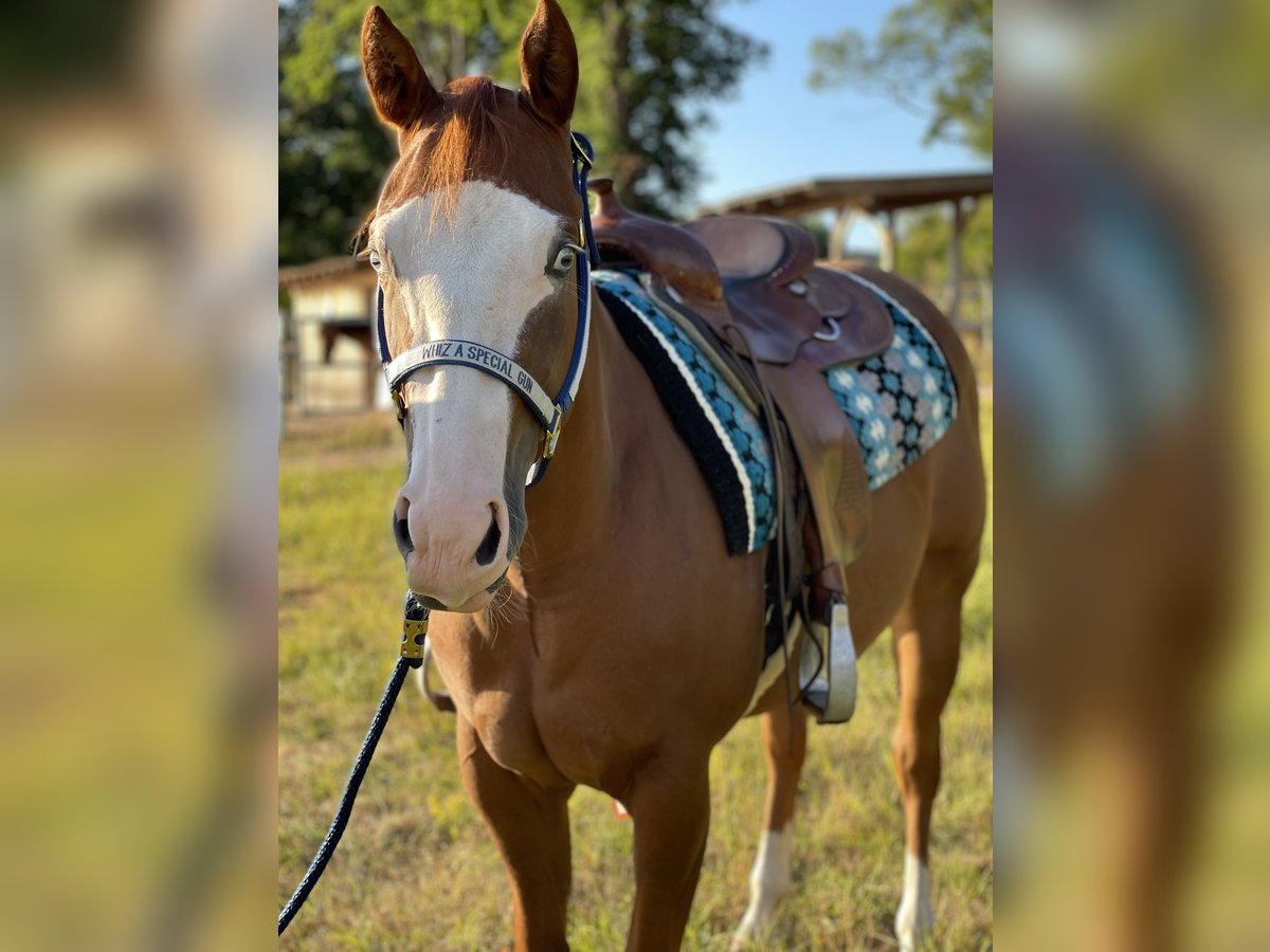 Paint Horse Giumenta 5 Anni 146 cm in Altenkirchen