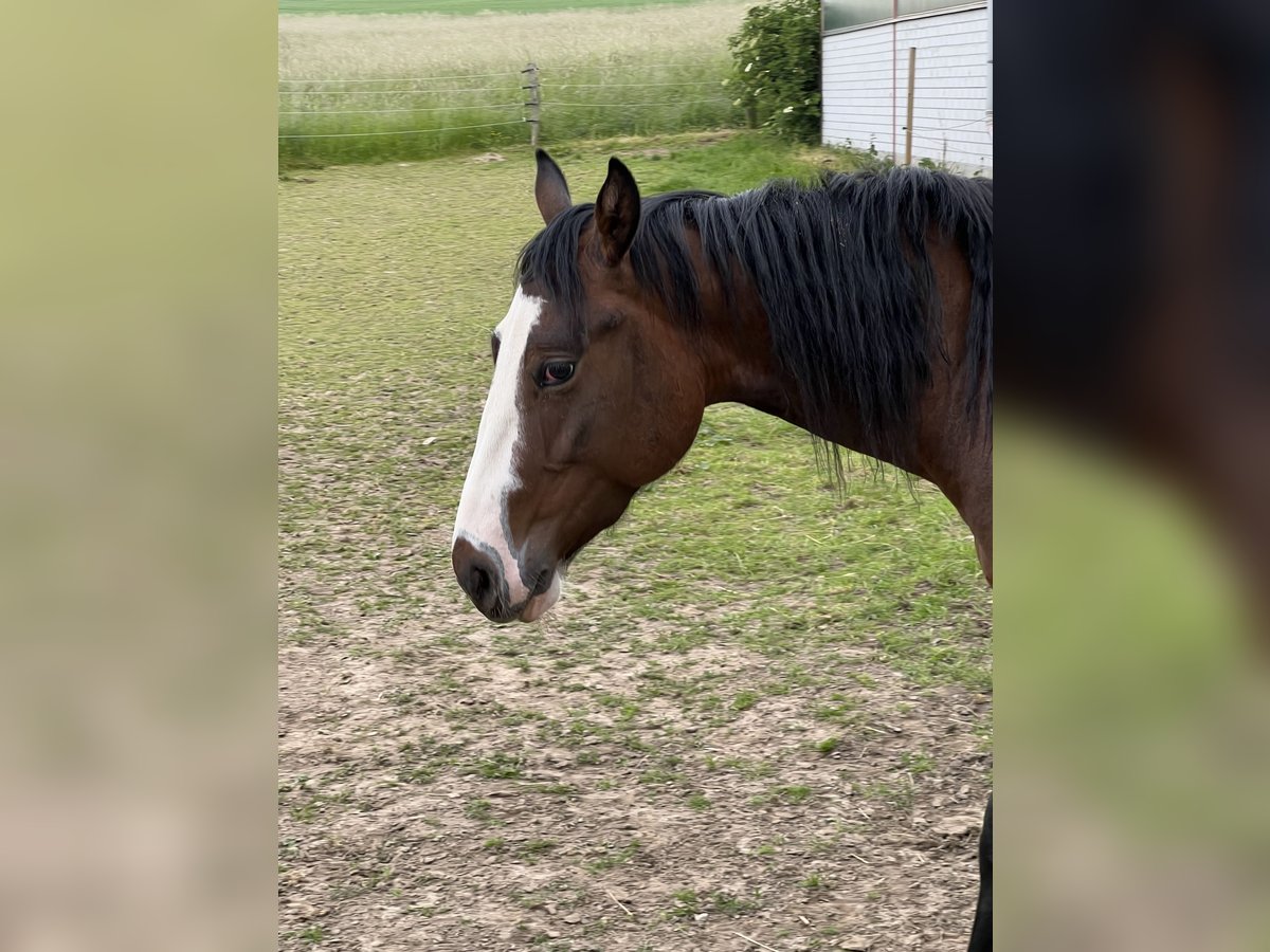 Paint Horse Giumenta 5 Anni 150 cm Baio in Paderborn