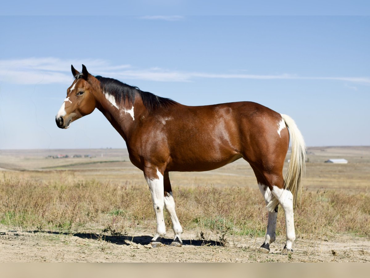 Paint Horse Giumenta 5 Anni 152 cm Tobiano-tutti i colori in Fort Collins