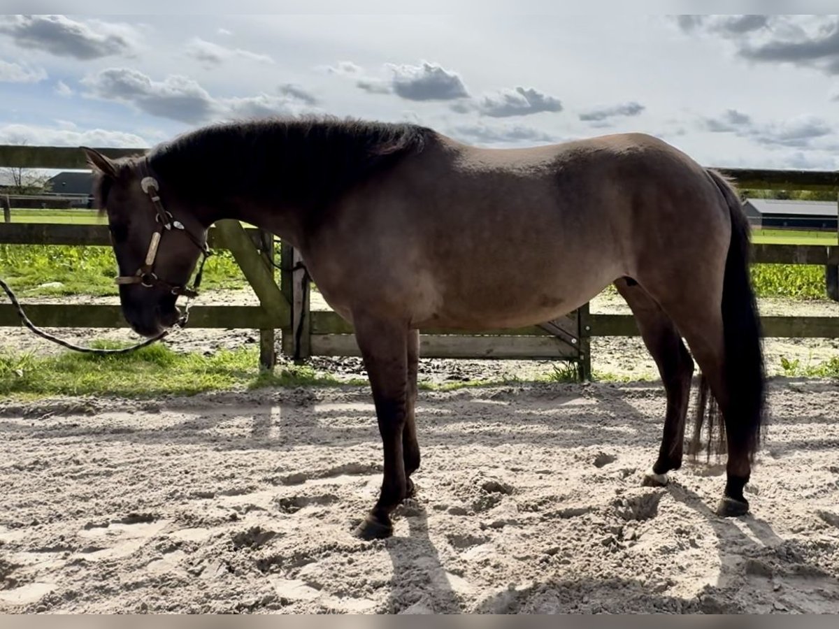Paint Horse Giumenta 5 Anni 153 cm Grullo in Barneveld