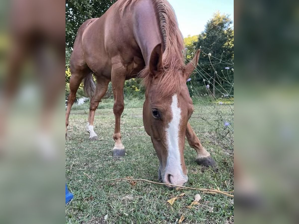 Paint Horse Giumenta 5 Anni Roano rosso in monteforte irpino