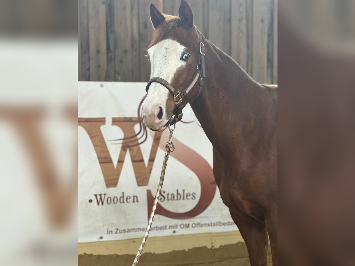 Paint Horse Giumenta 6 Anni 146 cm Sauro ciliegia in Bachenberg