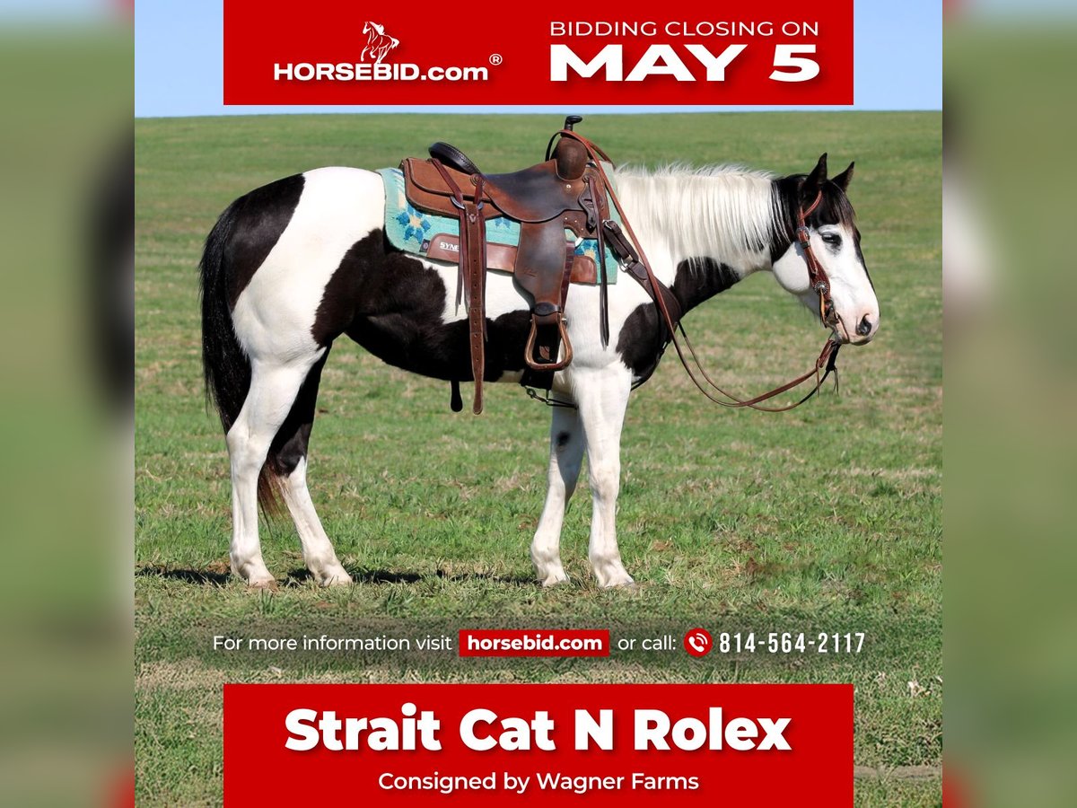 Paint Horse Giumenta 6 Anni 147 cm in Clarion, PA