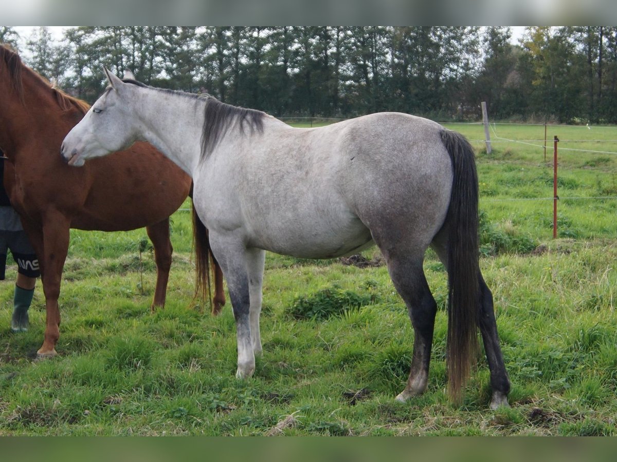 Paint Horse Giumenta 6 Anni 150 cm Grigio in Treuenbrietzen Paint Horse Giumenta 6 Anni 150 cm Grigio in Treuenbrietzen