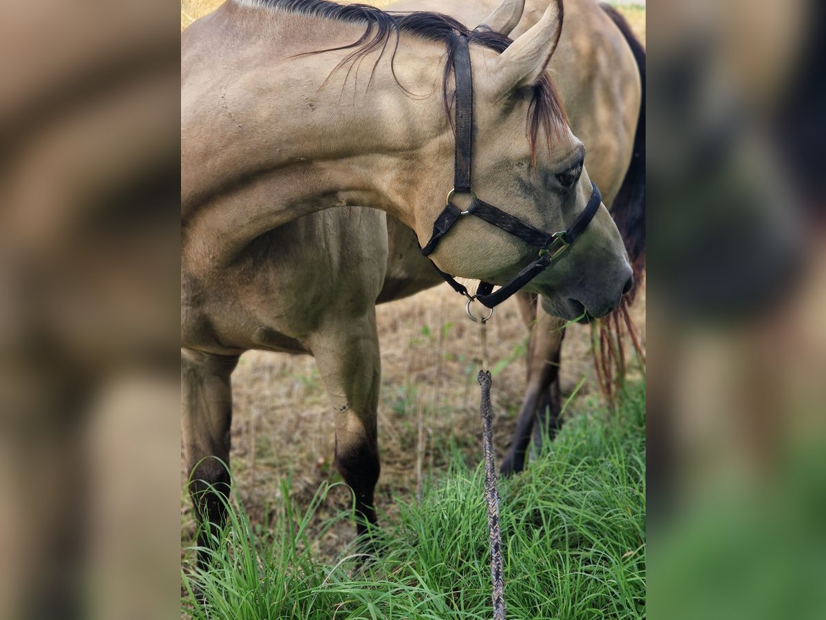 Paint Horse Giumenta 6 Anni 150 cm Pelle di daino in Tamm