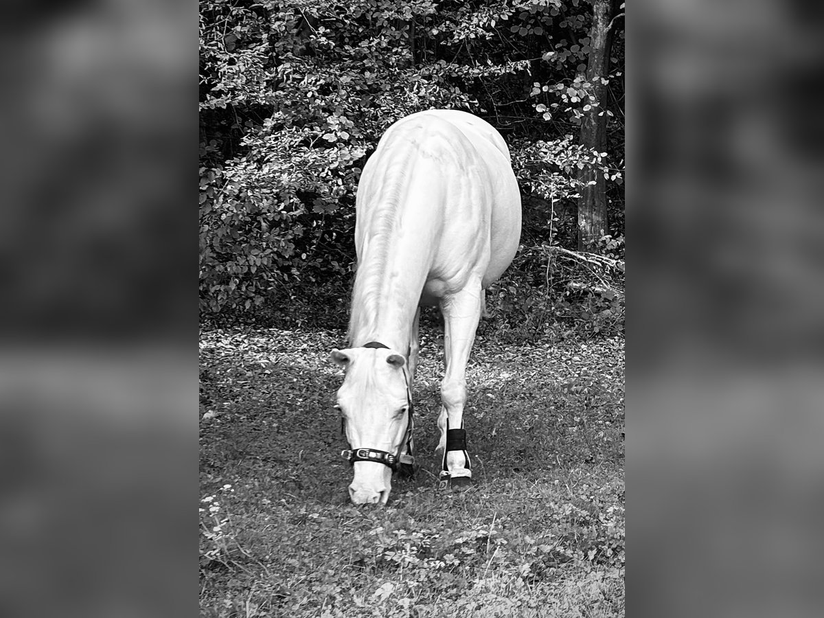 Paint Horse Giumenta 7 Anni 149 cm Bianco in Oberderdingen