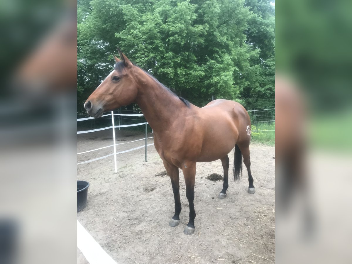 Paint Horse Giumenta 7 Anni 150 cm Baio in Altlandsberg