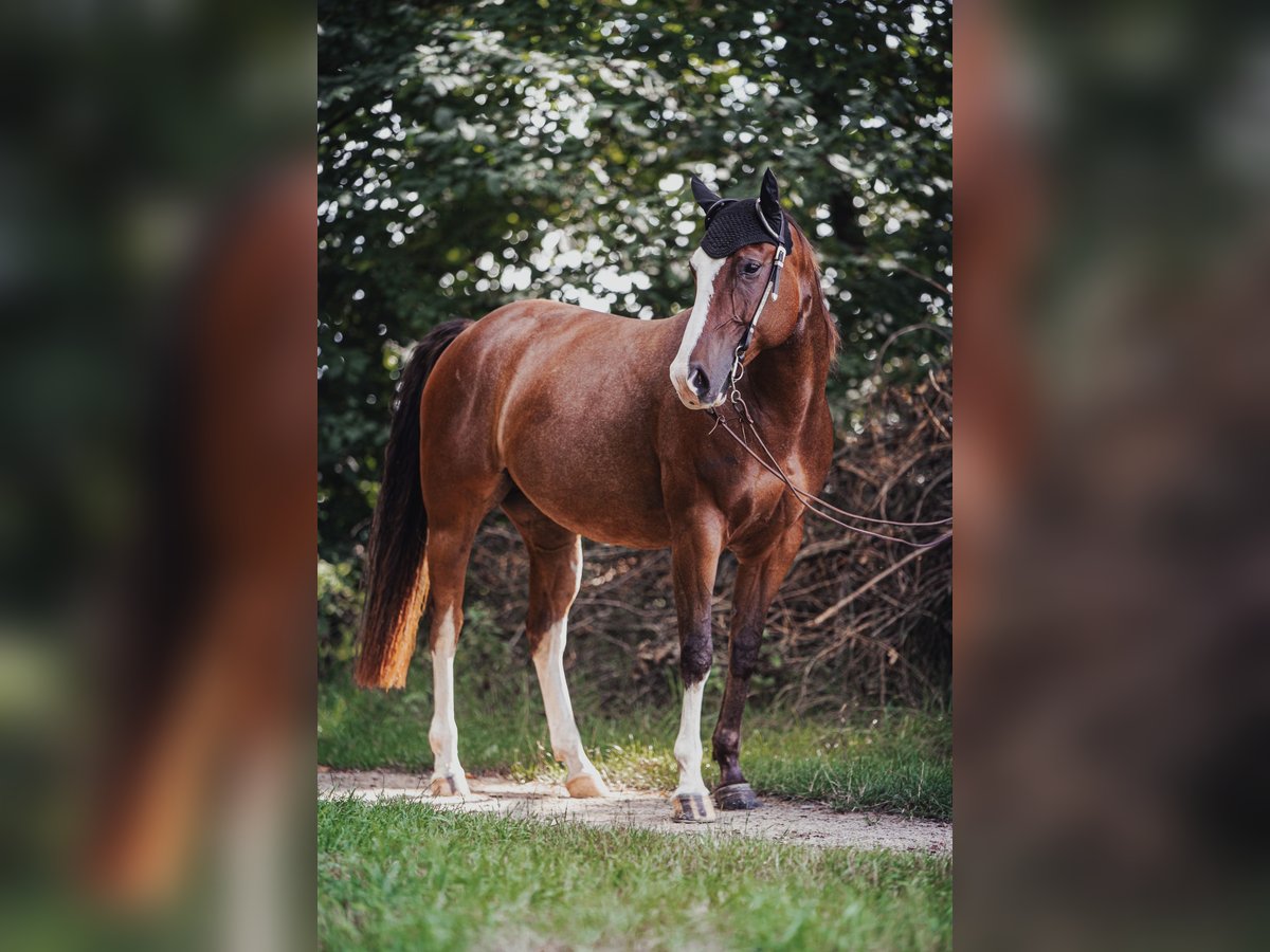 Paint Horse Giumenta 7 Anni 150 cm Overo-tutti i colori in Werne