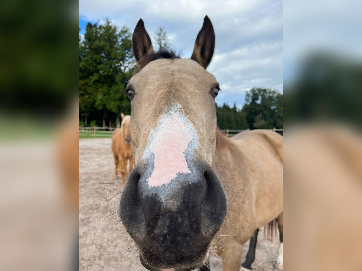 Paint Horse Giumenta 7 Anni 150 cm Pelle di daino in Hellbühl