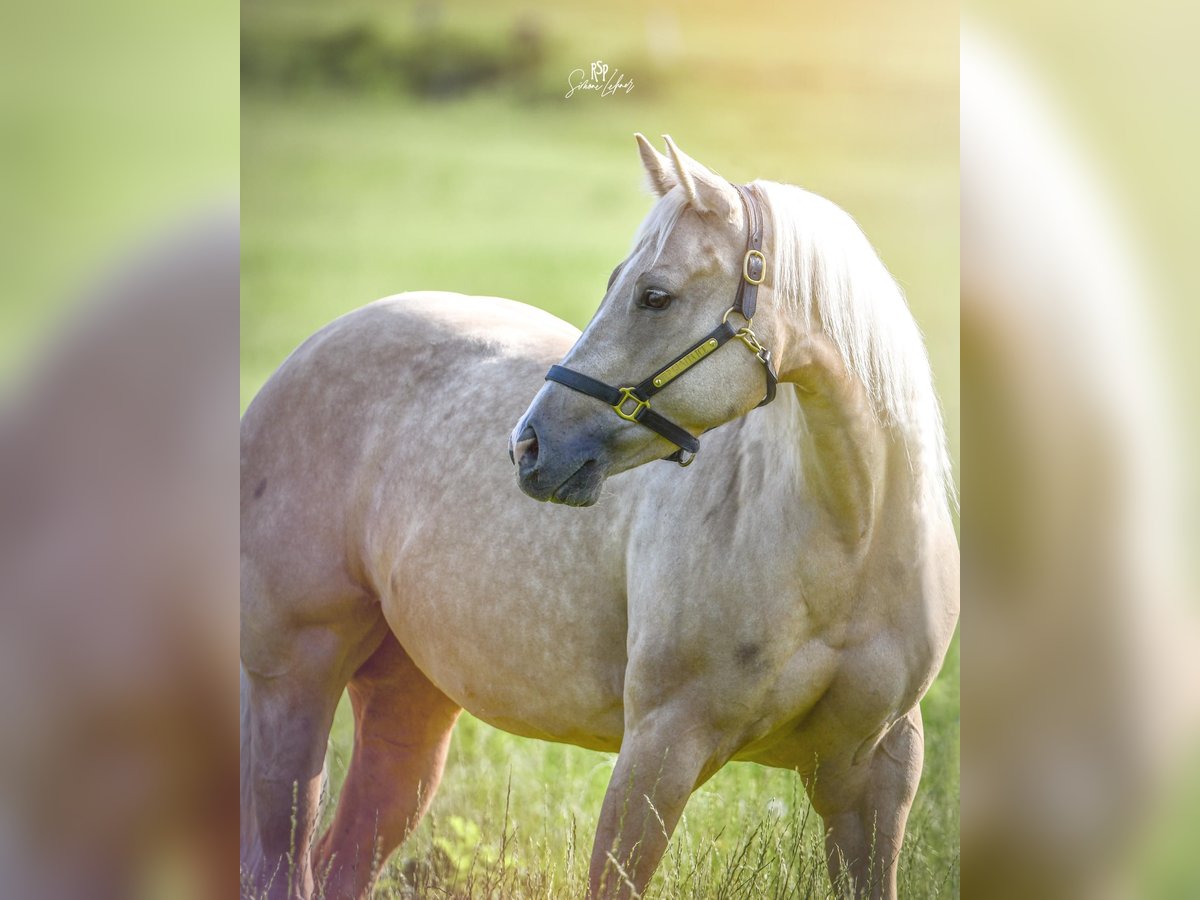 Paint Horse Giumenta 7 Anni Palomino in Deutschnofen