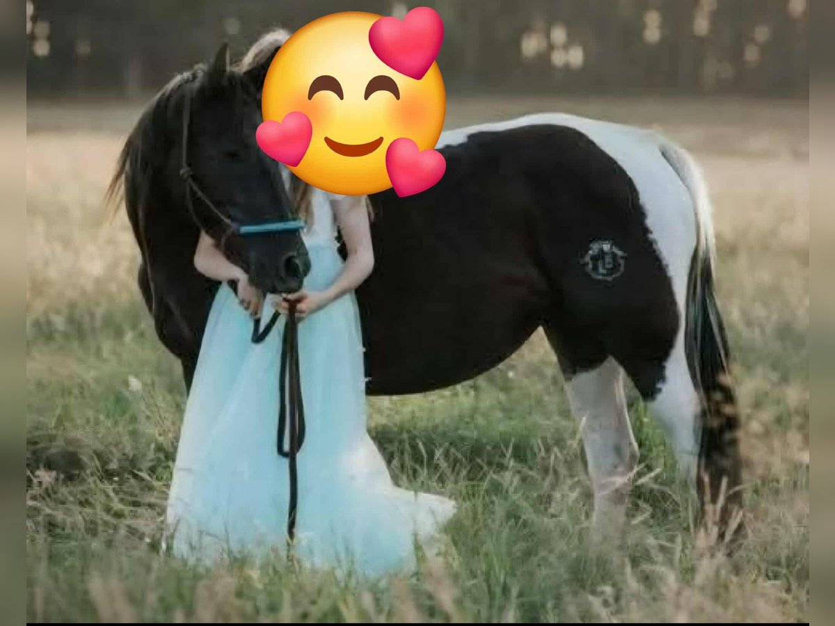 Paint Horse Giumenta 9 Anni 154 cm Pezzato in Schollene