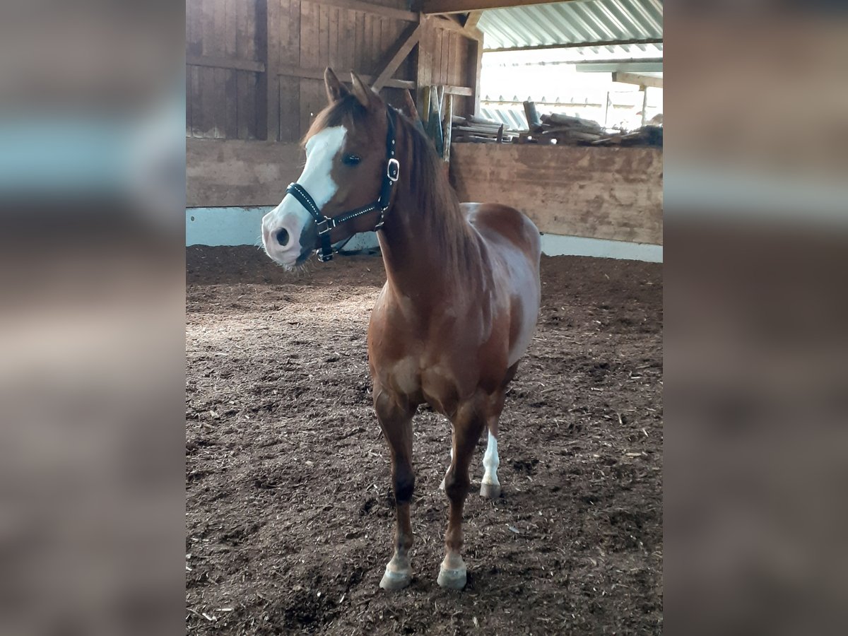 Paint Horse Giumenta 9 Anni 160 cm in Mössingen