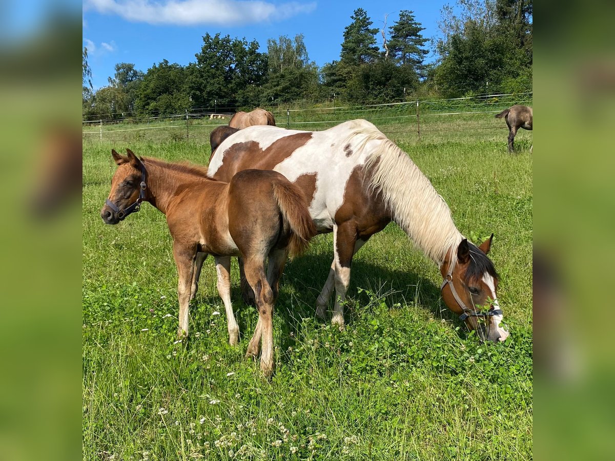 Paint Horse Giumenta Puledri
 (04/2024) 147 cm Sauro scuro in Erbendorf