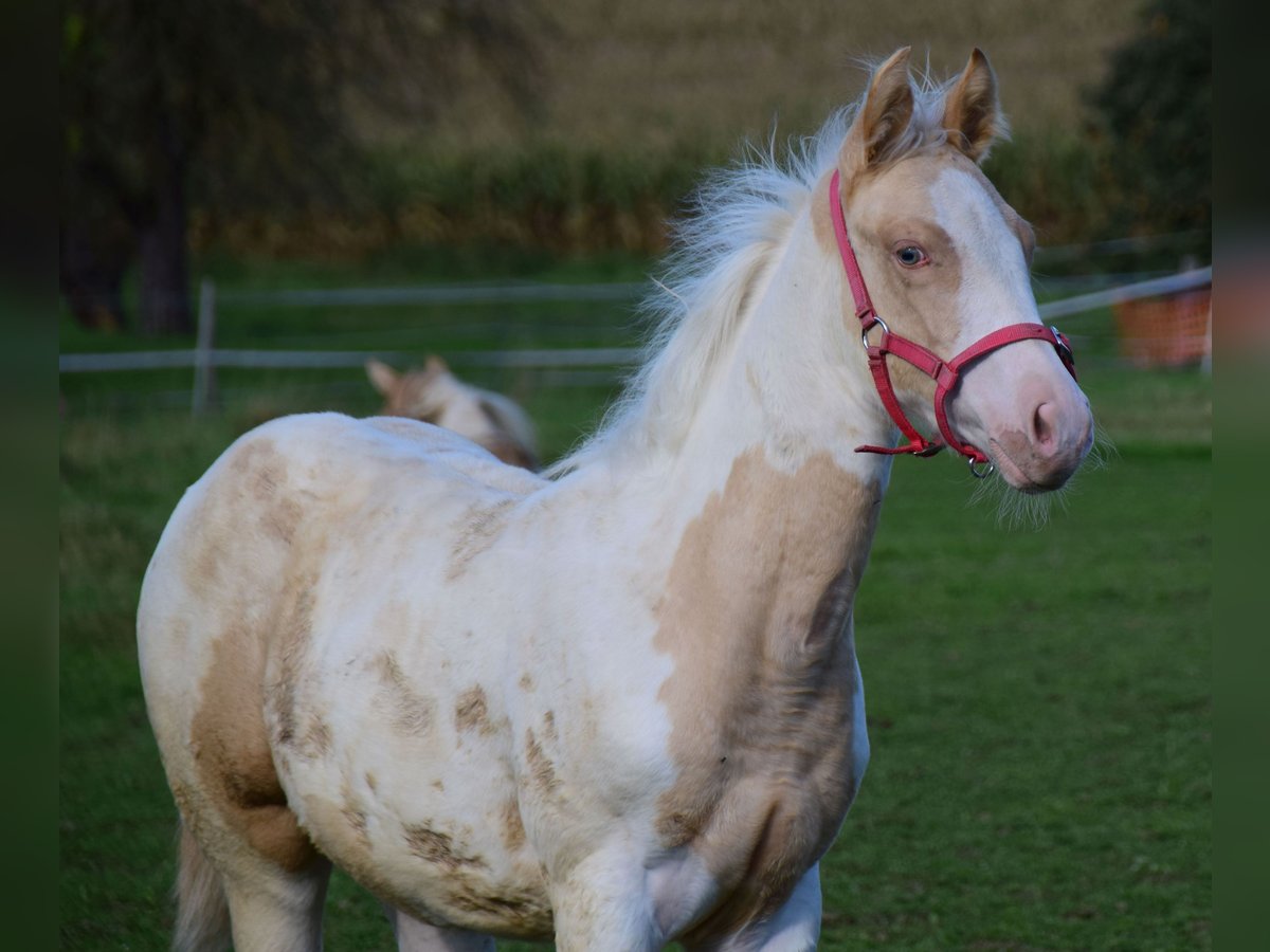 Paint Horse Giumenta Puledri (06/2024) 150 cm Champagne in Buchbach