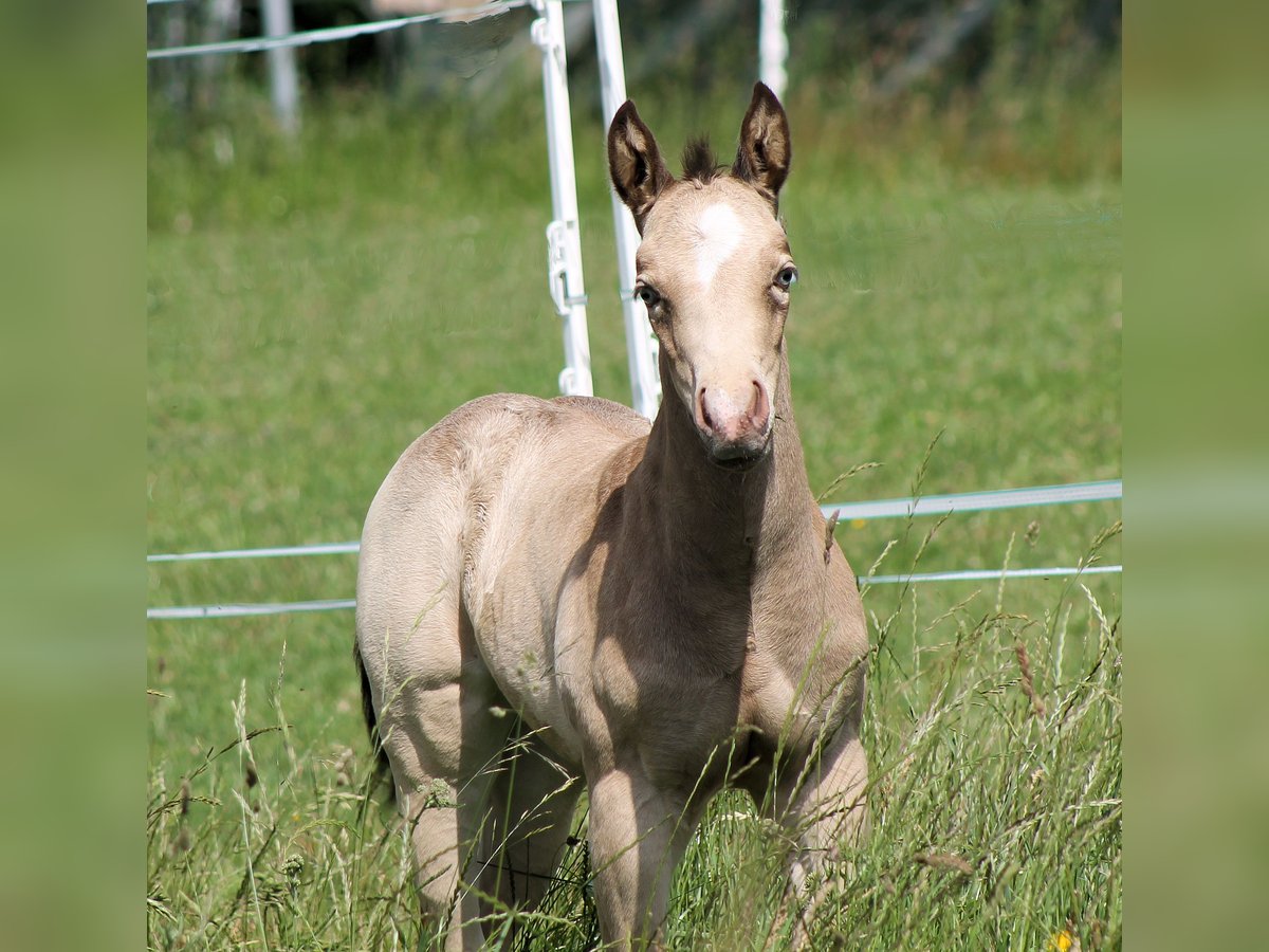 Paint Horse Giumenta Puledri
 (05/2024) 150 cm Champagne in Bautzen