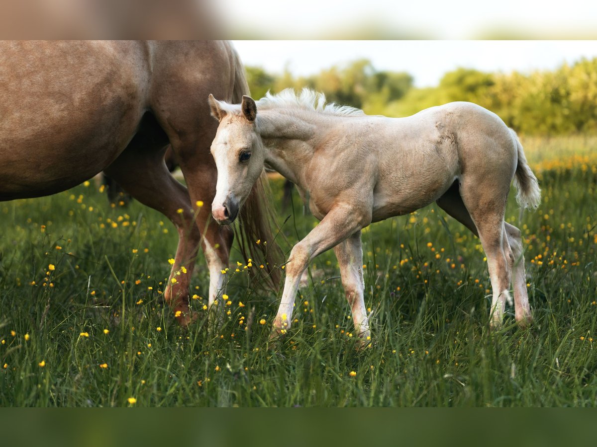 Paint Horse Giumenta Puledri (04/2025) 150 cm Palomino in Aachen
