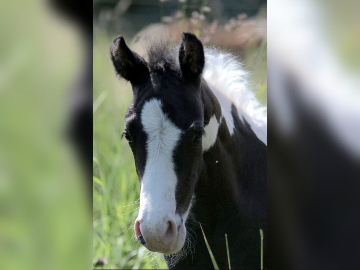 Paint Horse Giumenta Puledri
 (05/2024) 150 cm Tobiano-tutti i colori in Walkenried