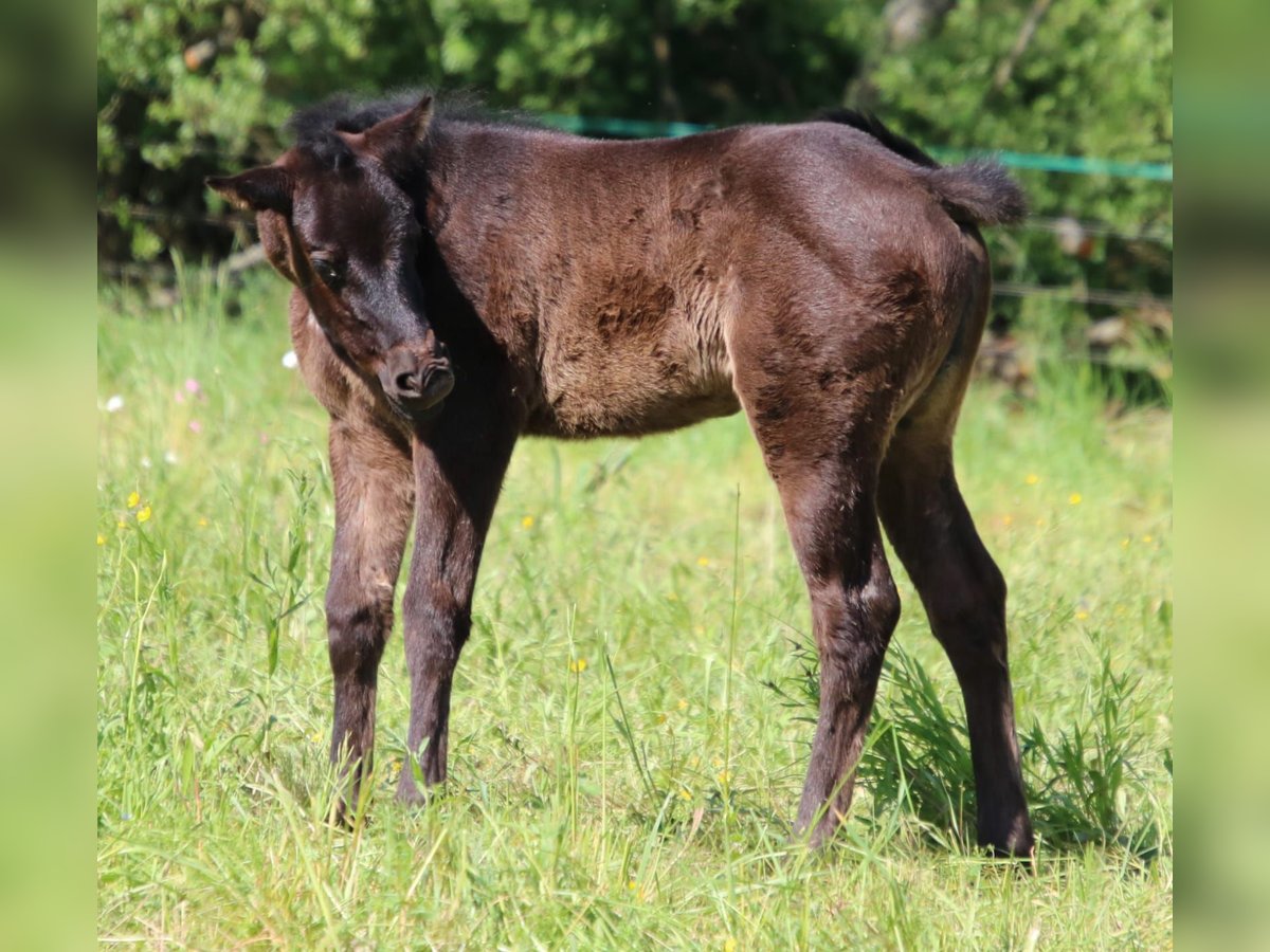 Paint Horse Giumenta Puledri (04/2024) 152 cm Roano blu in Sankt Wendel