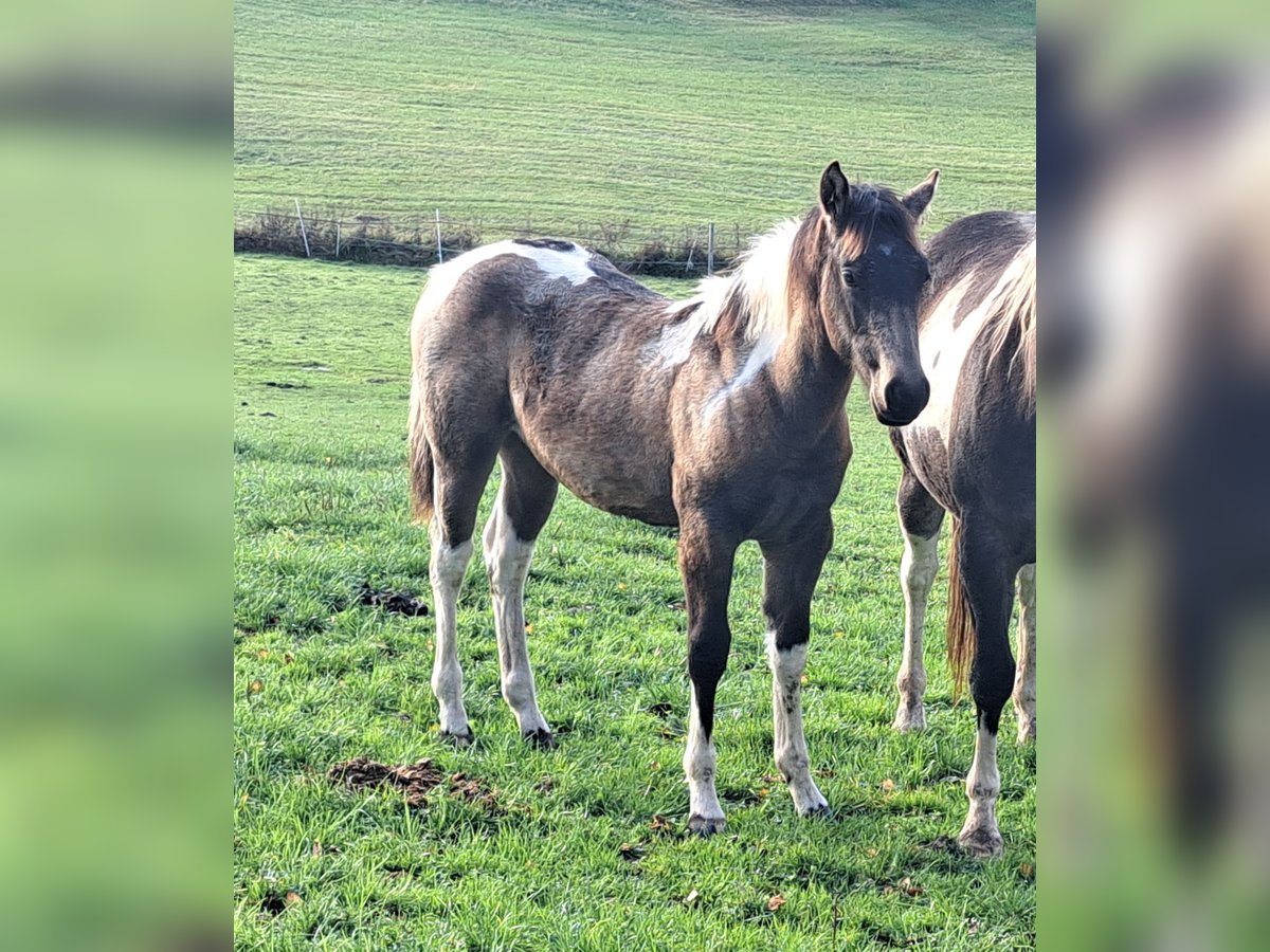 Paint Horse Giumenta Puledri (06/2024) 155 cm Pelle di daino in Eichenzell