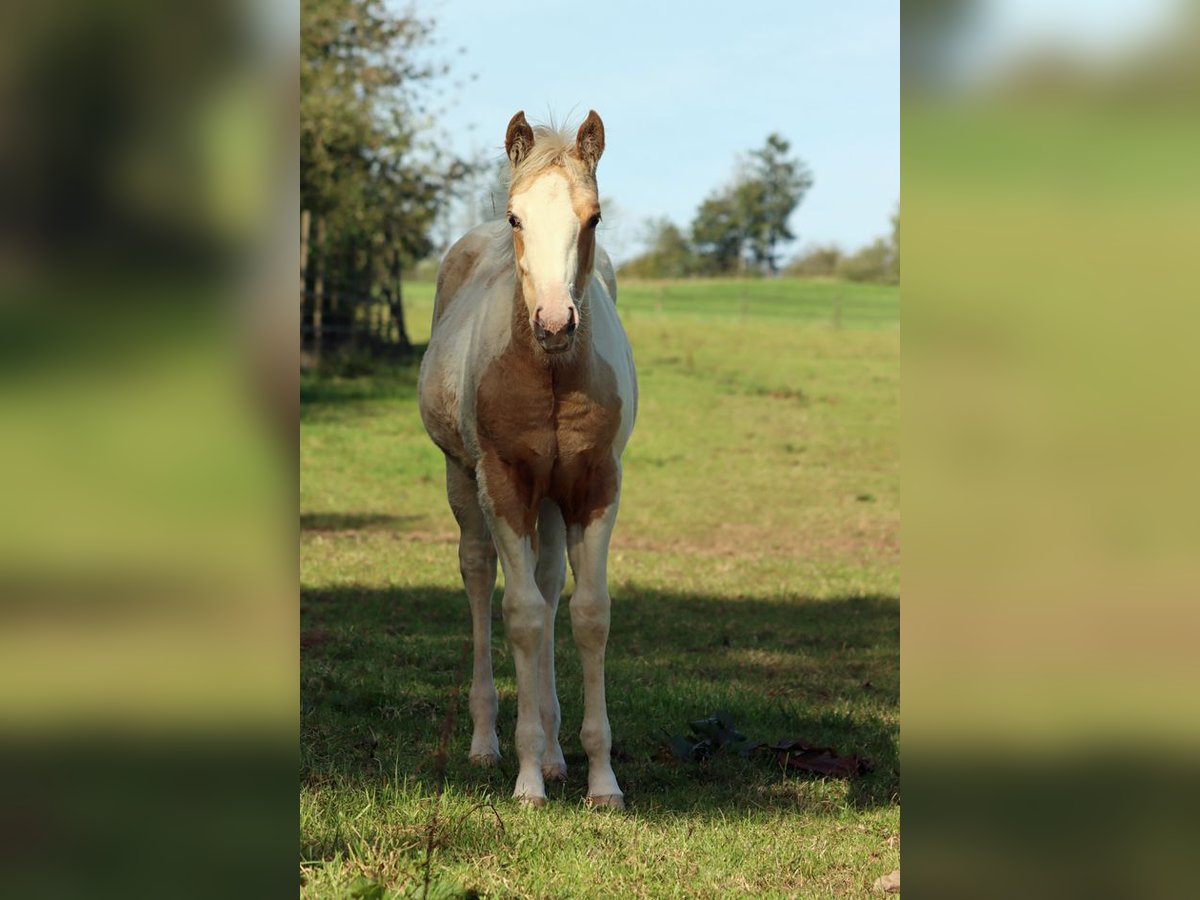 Paint Horse Giumenta Puledri (05/2025) 155 cm Tobiano-tutti i colori in Hellenthal
