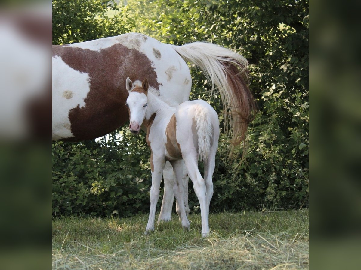 Paint Horse Giumenta  155 cm Tovero-tutti i colori in Kirchdorf